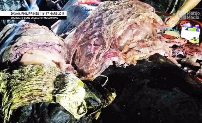 Horreur : 40 kg de plastique dans l'estomac d'une baleine