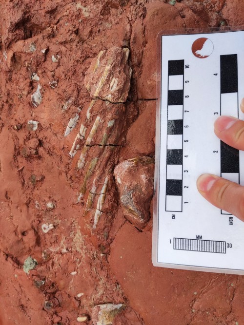 School teacher stumbles upon fossil that may be 300 million years old - The  Weather Network