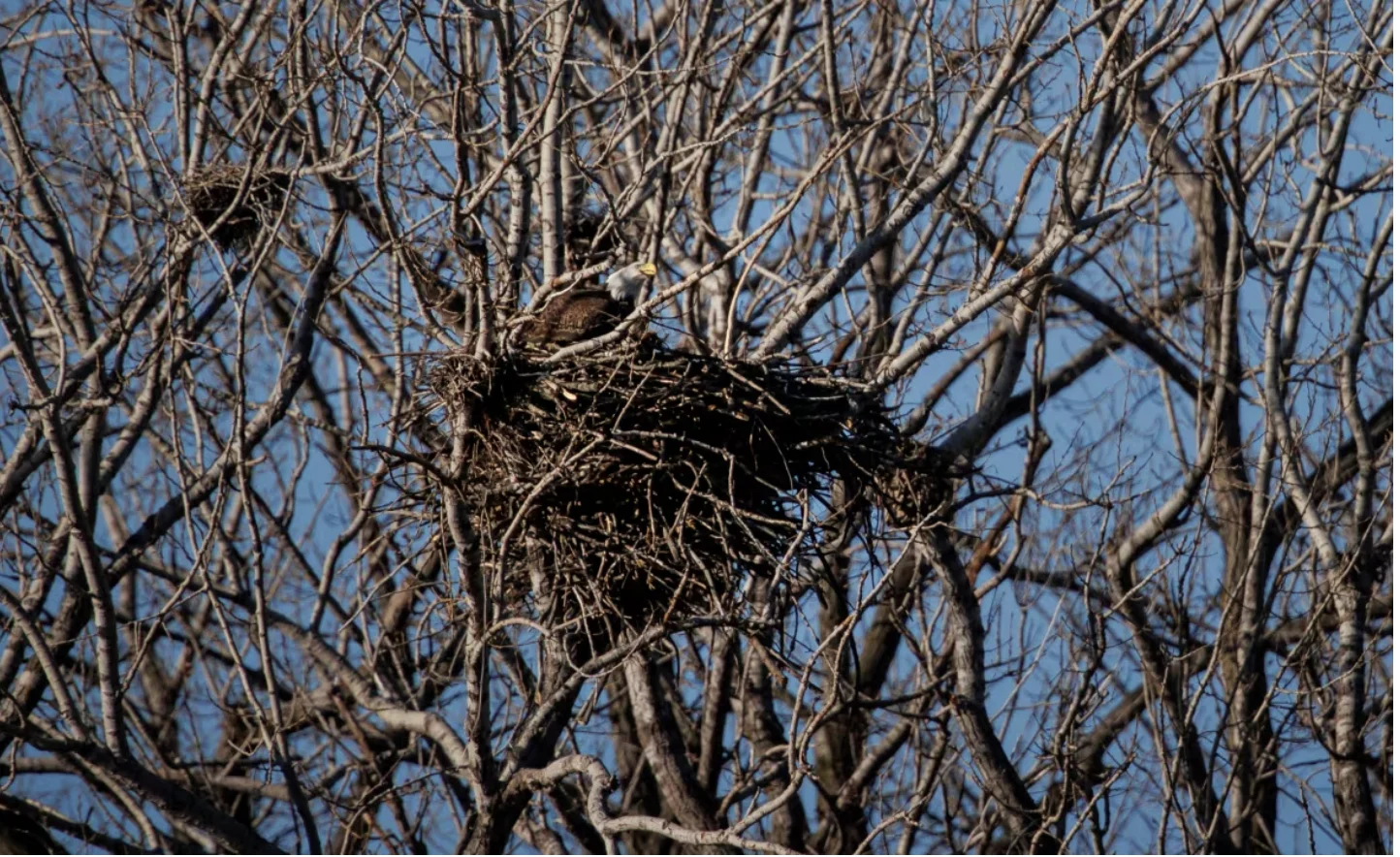 CBC: TRCA has been carefully observing the nest through a spotting scope. There are two eaglets who both seem to be doing well. (Evan Mitsui/CBC)