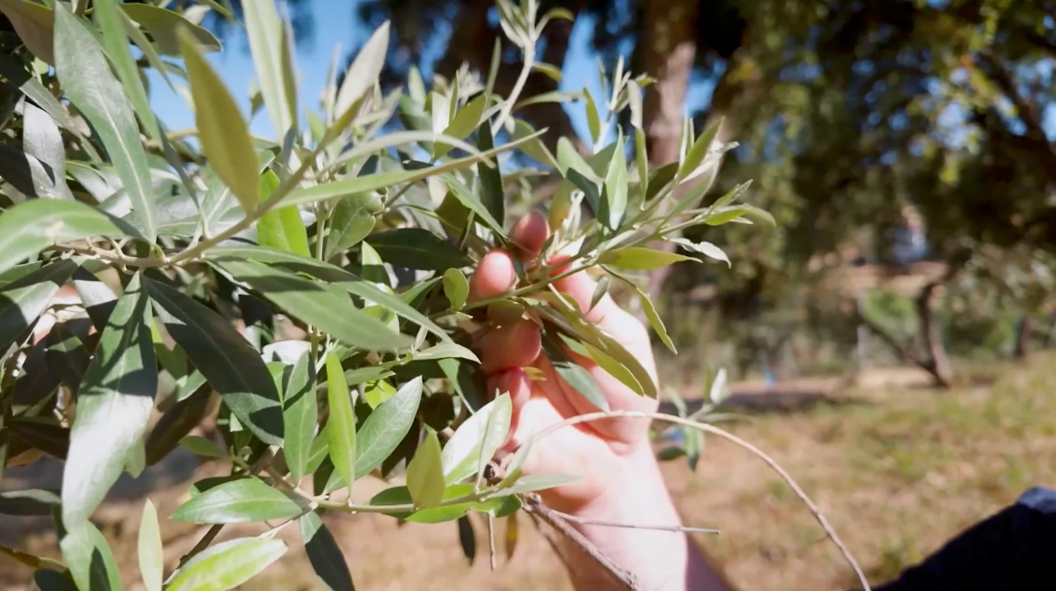 No re-use: Portugal sponsored - olive oil up close