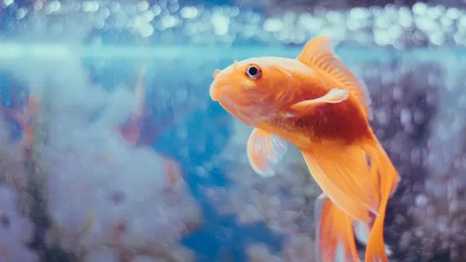 Voici pourquoi il ne faut pas relâcher votre poisson rouge n'importe où