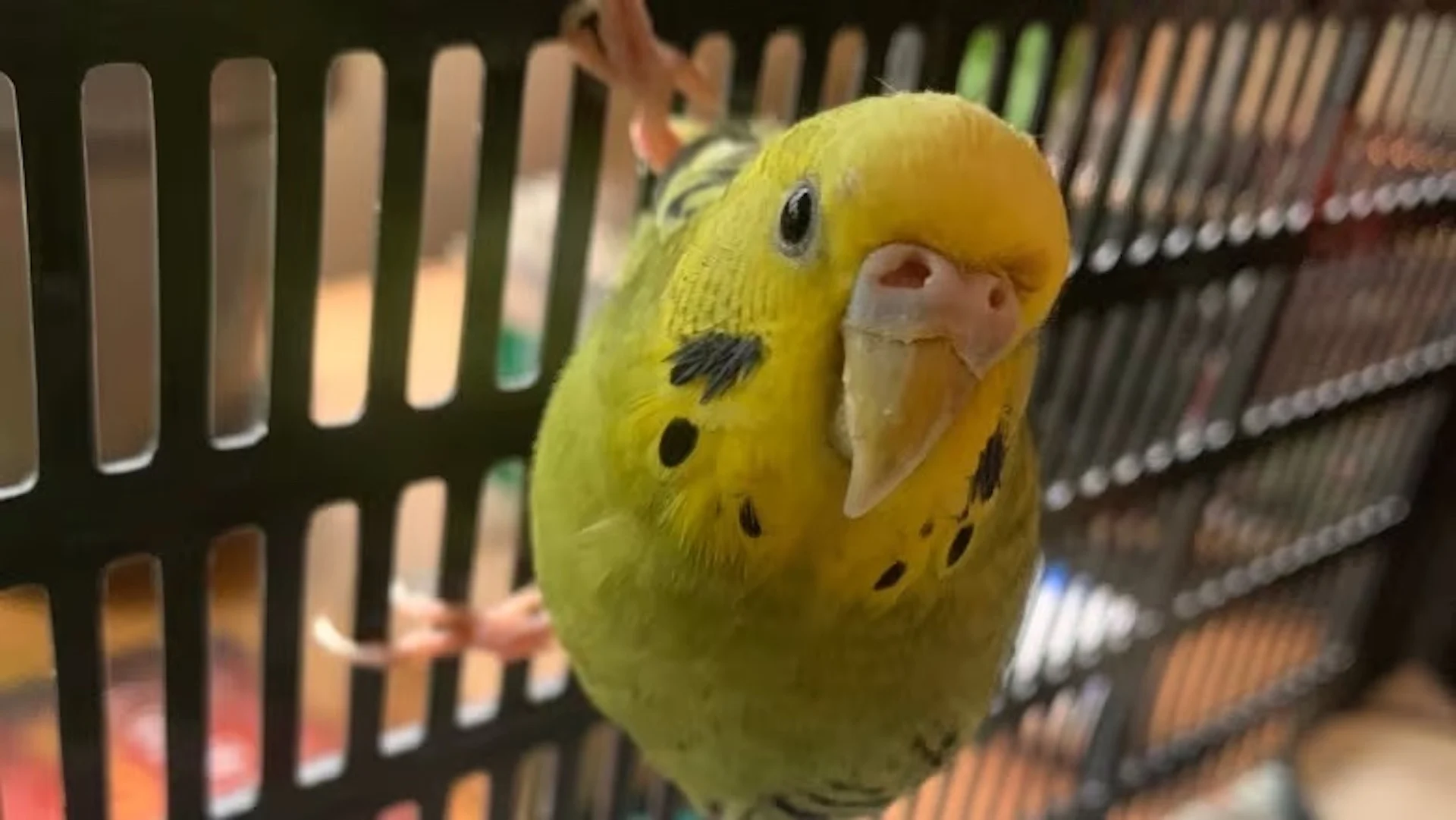 B.C. bird rescuers reporting an unusual surge in escaped budgies