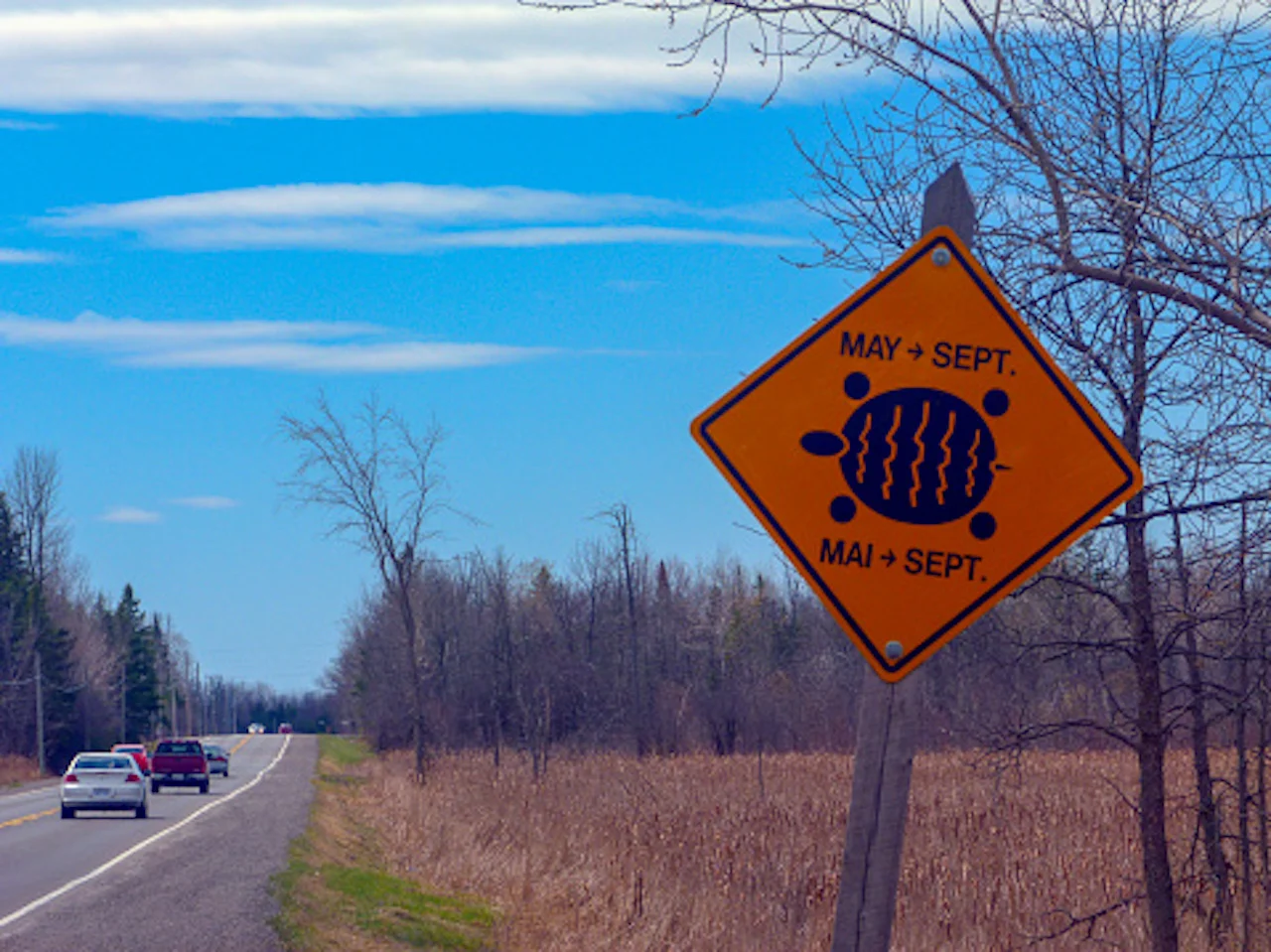 Turtle crossing signs/Getty Images/mirjana simeunovich/1058611822-170667a