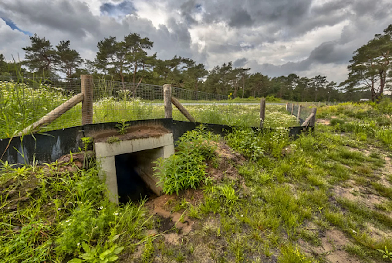 Wildlife passage/Getty Images/CreativeNature_nl/871409458-170667a