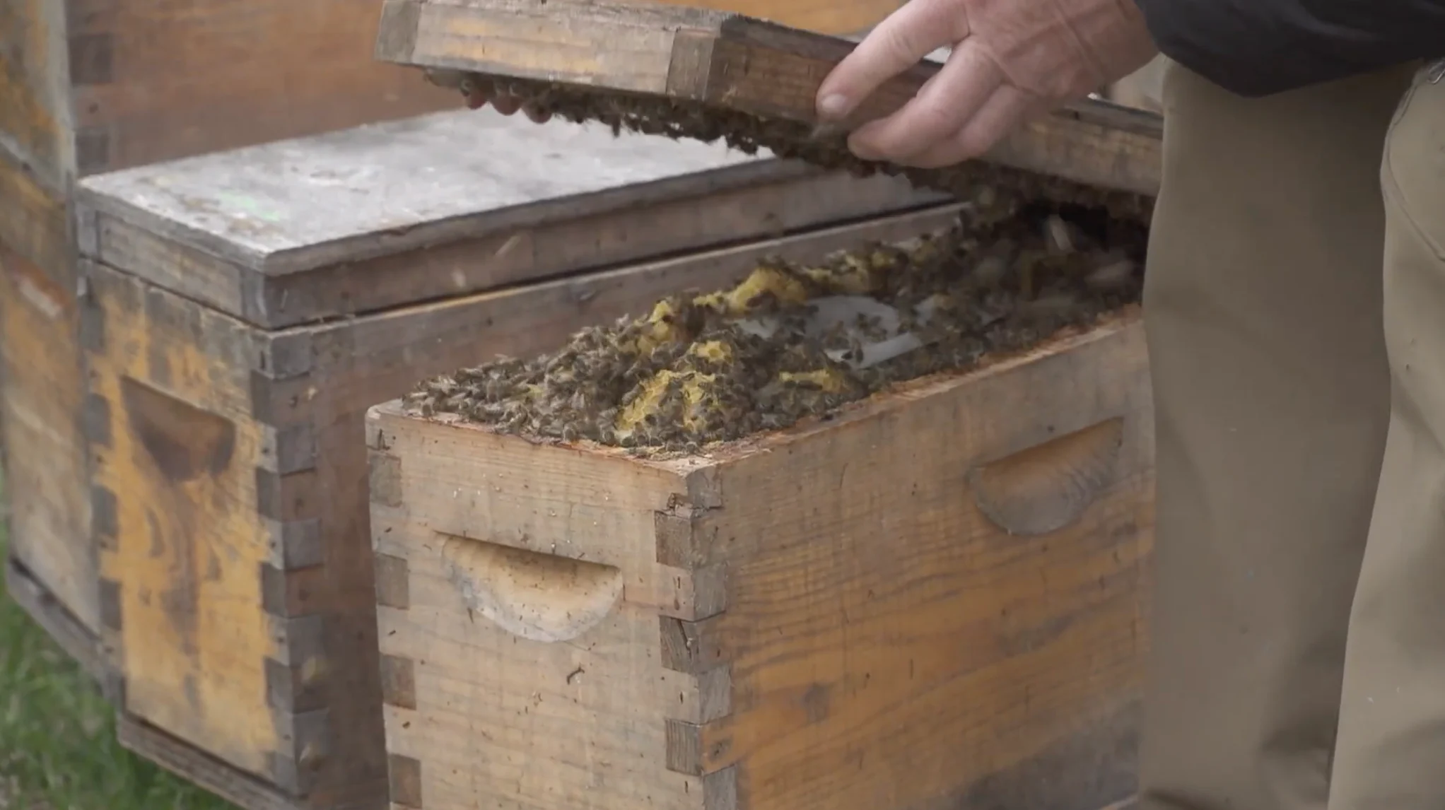 The Weather Network: According to Hiemstra, there's no definitive answer regarding the difference between honeybee losses in Canada and those in the U.S.