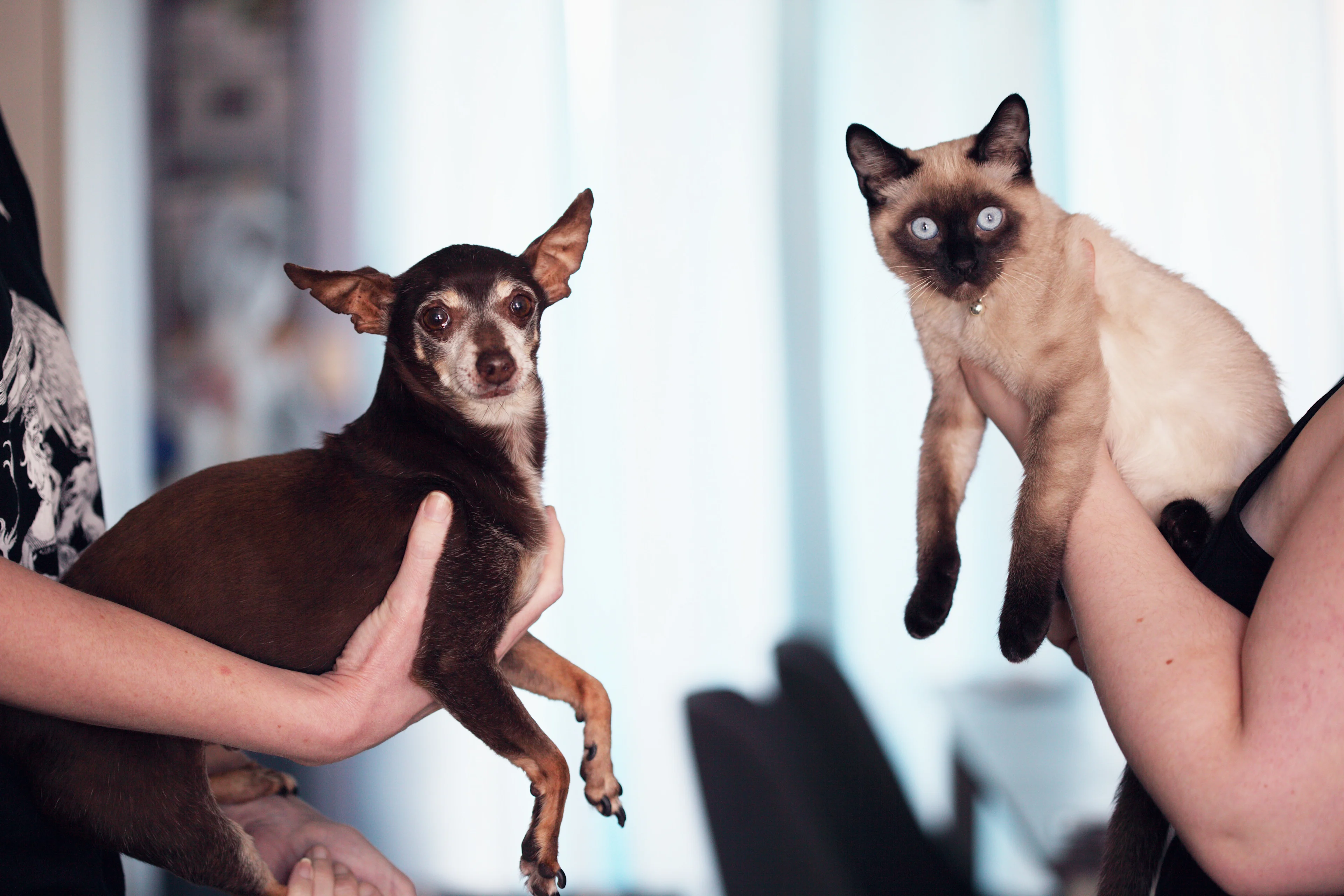 cat and dog Courtesy: Sharon McCutcheon - pexels