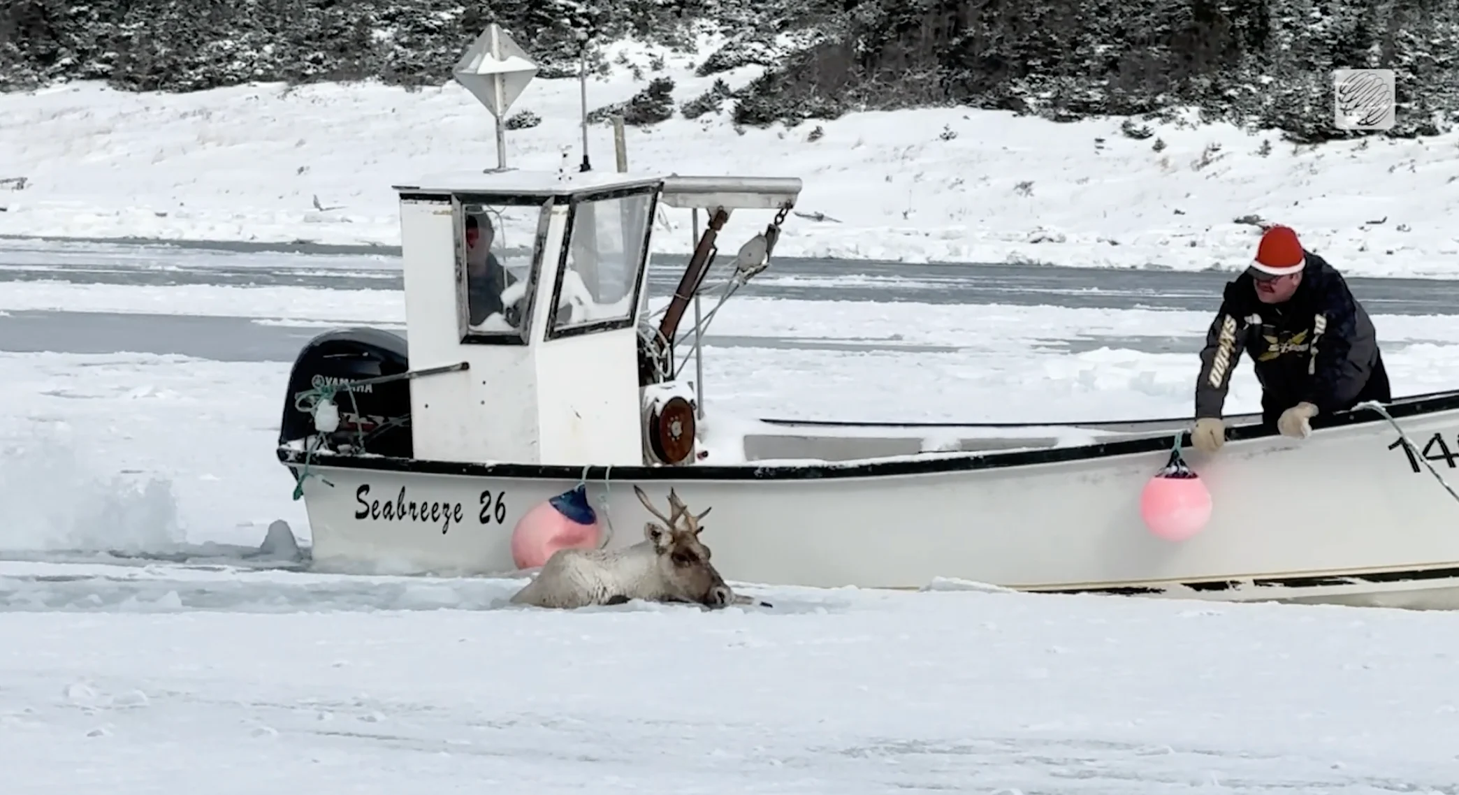Provided - Brendon Gould: Caribou ice rescue, Newfoundland  3 