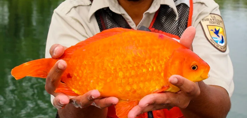 Giant goldfish in Niagara River a reminder not to flush pets
