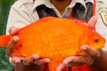 Giant goldfish in Niagara River a reminder not to flush pets