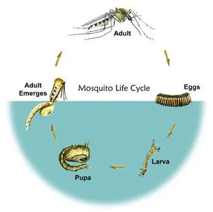 mosquito
