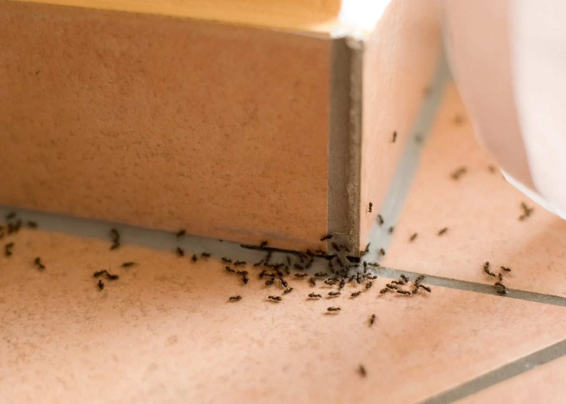 They're back! Five ways to keep ants out of your home