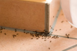 Five ways to keep ants out of your home