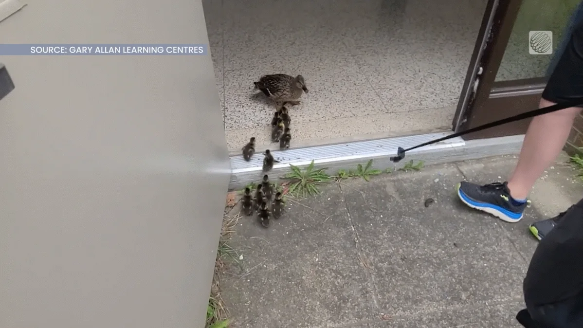 duck family walking 2