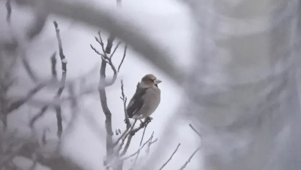 'First record in Canada': Rare bird common in Japan seen in Yukon