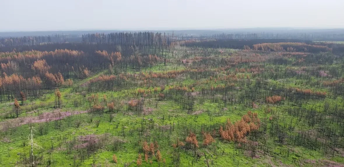 CBC: Purple patches of fireweed could be seen in Edson, Alta., on July 20, 2023. (Submitted by Alberta Wildfire)