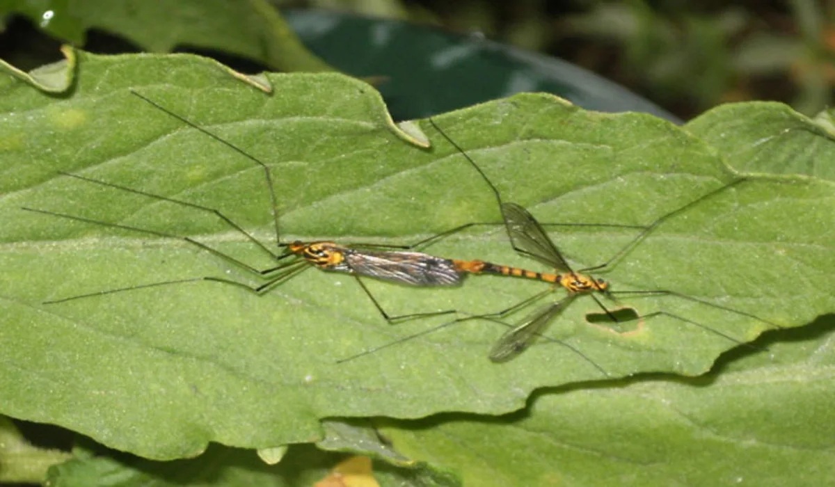 Cet insecte géant prospère à l'automne