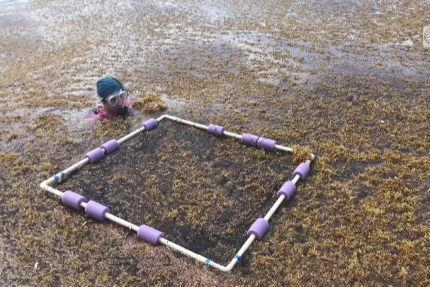 Une ferme d’algues en voie de devenir un puits de carbone géant