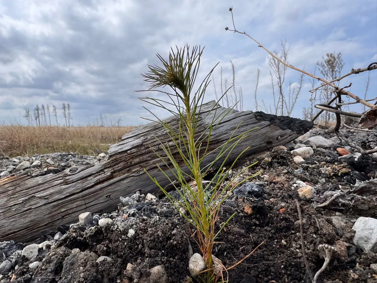 Nature, Fire, Wildfire, Fire, Canada, Tree, May 30, 2026. (Jaison Empson/CBC)