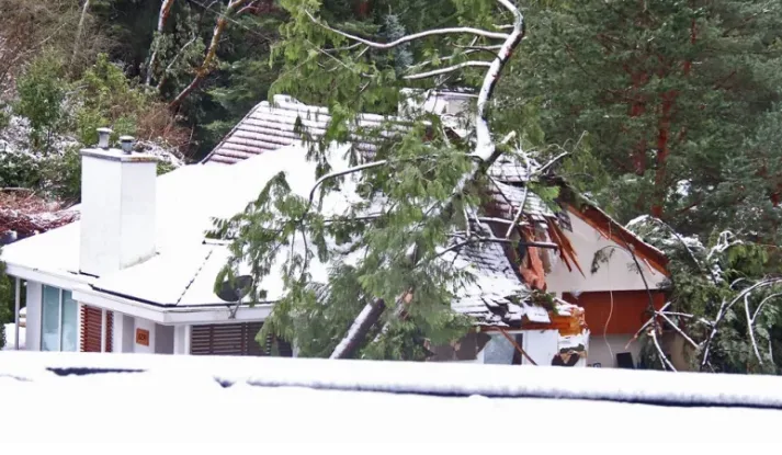2 dead after large tree falls on house in West Vancouver
