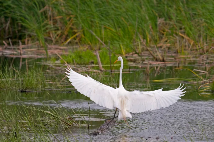 Grande Aigrette - Crédit Dominic Gendron