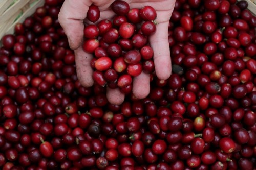 REUTERS - Coffee berries