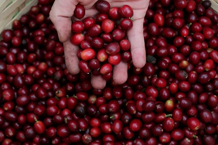 Coffee prices surge as unusual cold threatens Brazilian production