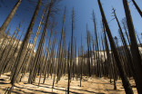 Extreme 2021 fire season expected across much of western North America