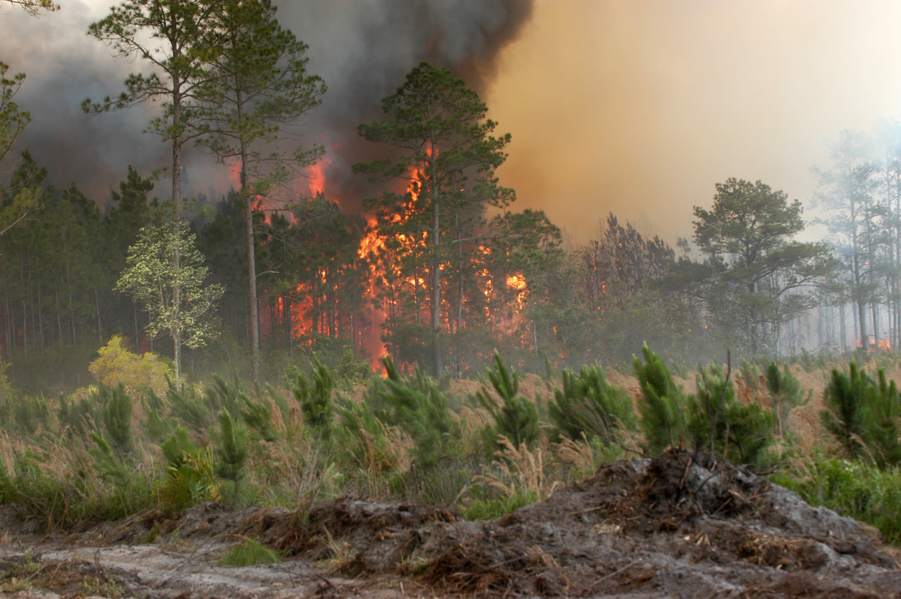Лесные пожары видео. Лесные и торфяные пожары. Пожар леса. Пожар на природе. Лес в огне.