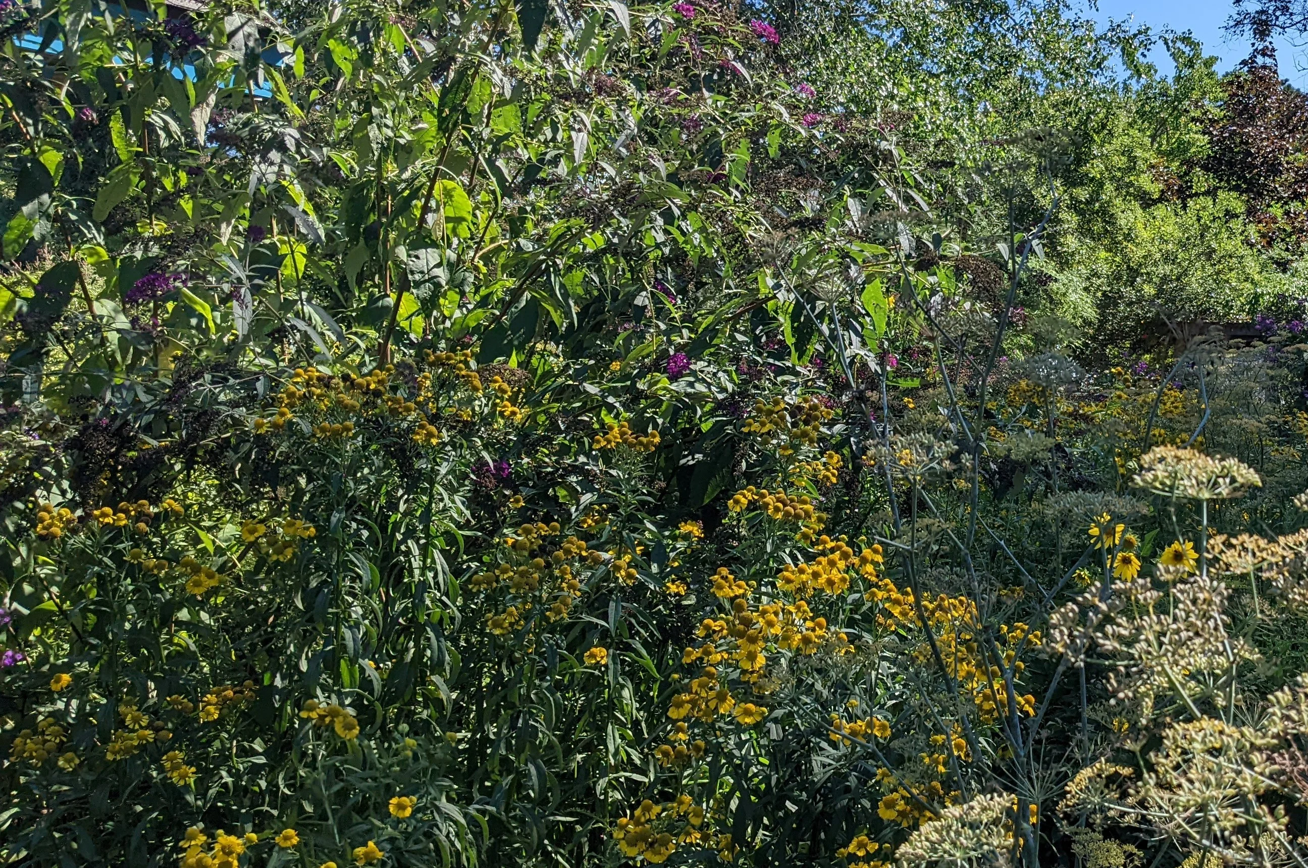 Pollinator Garden