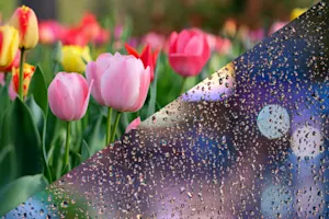 Is the myth true? Do April showers really bring May flowers? Find out, here!