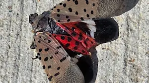 An invasive spotted lantern fly was officially detected by the CFIA in Windsor