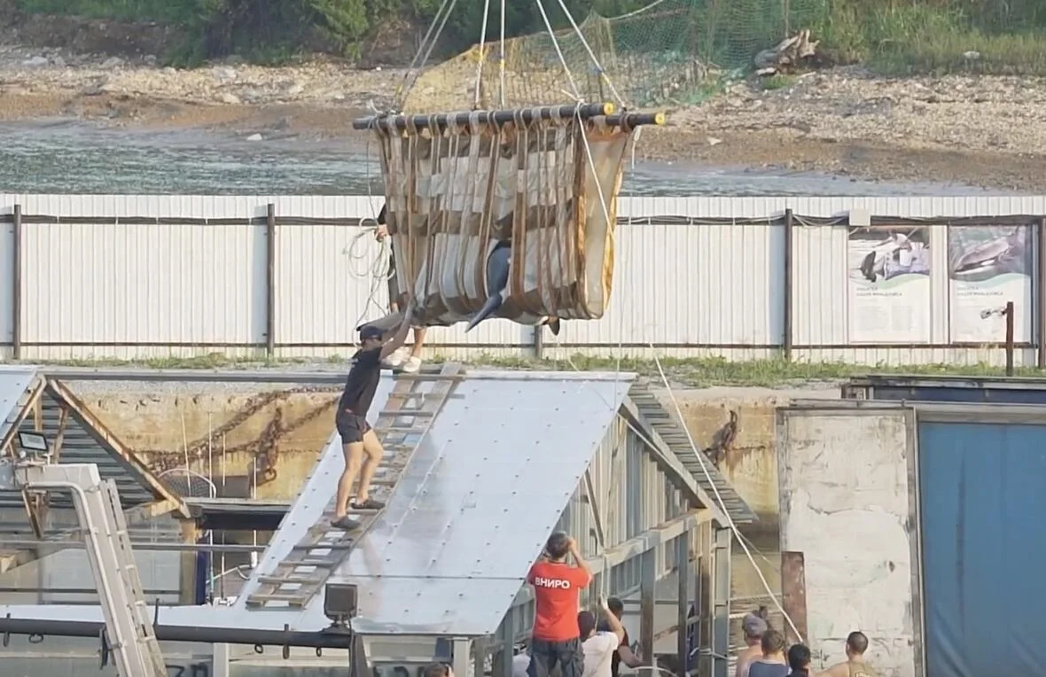 Whale jail lifting CBC greenpeace