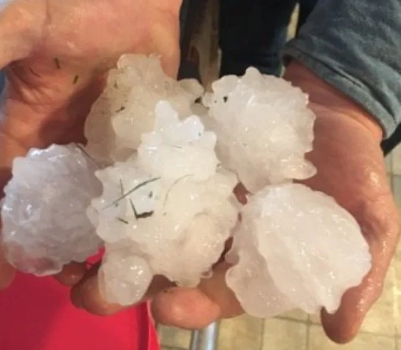 A single hailstorm killed more than 11,000 birds last week