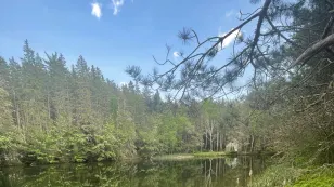 PEI forests emit more carbon than they absorb post Hurricane Fiona, report says