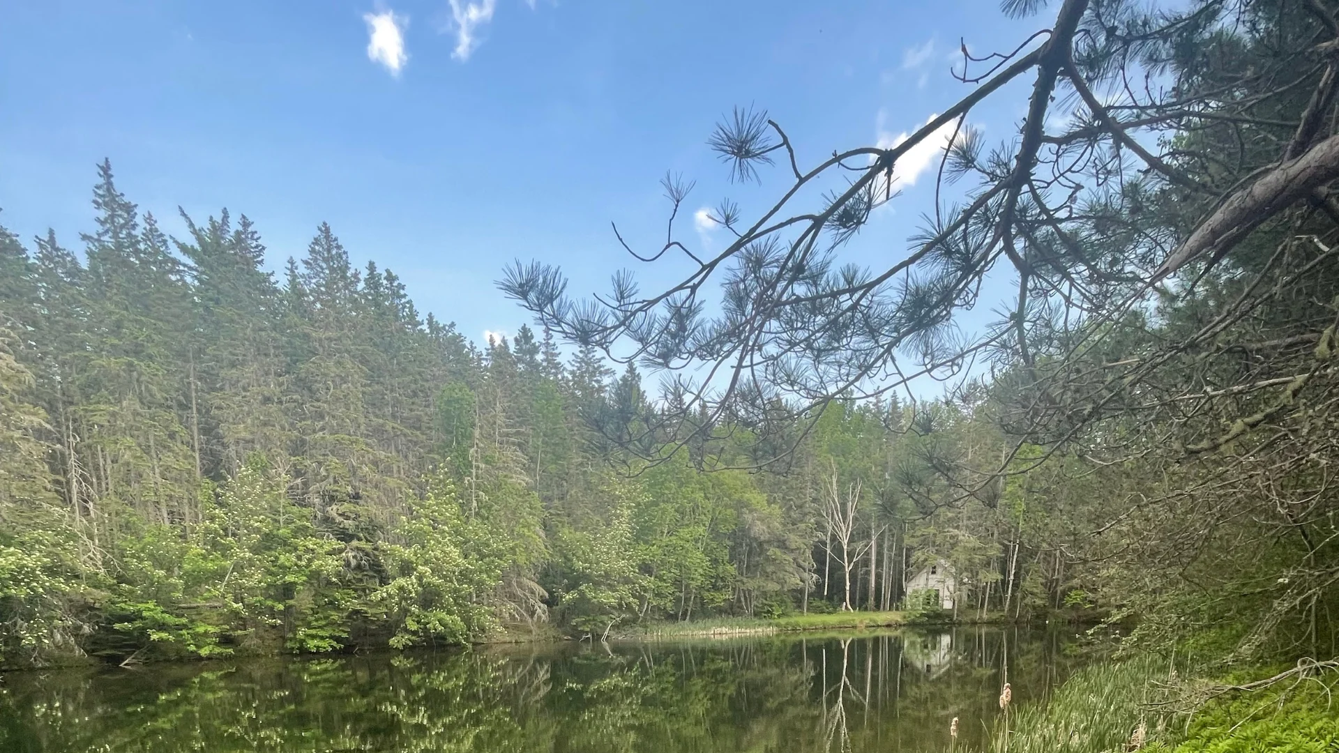 PEI forests emit more carbon than they absorb post Hurricane Fiona, report says