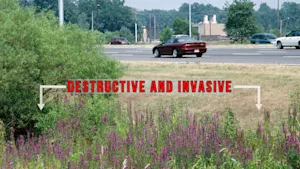 Spot this roadside flower? It’s one of the continent’s most destructive plants