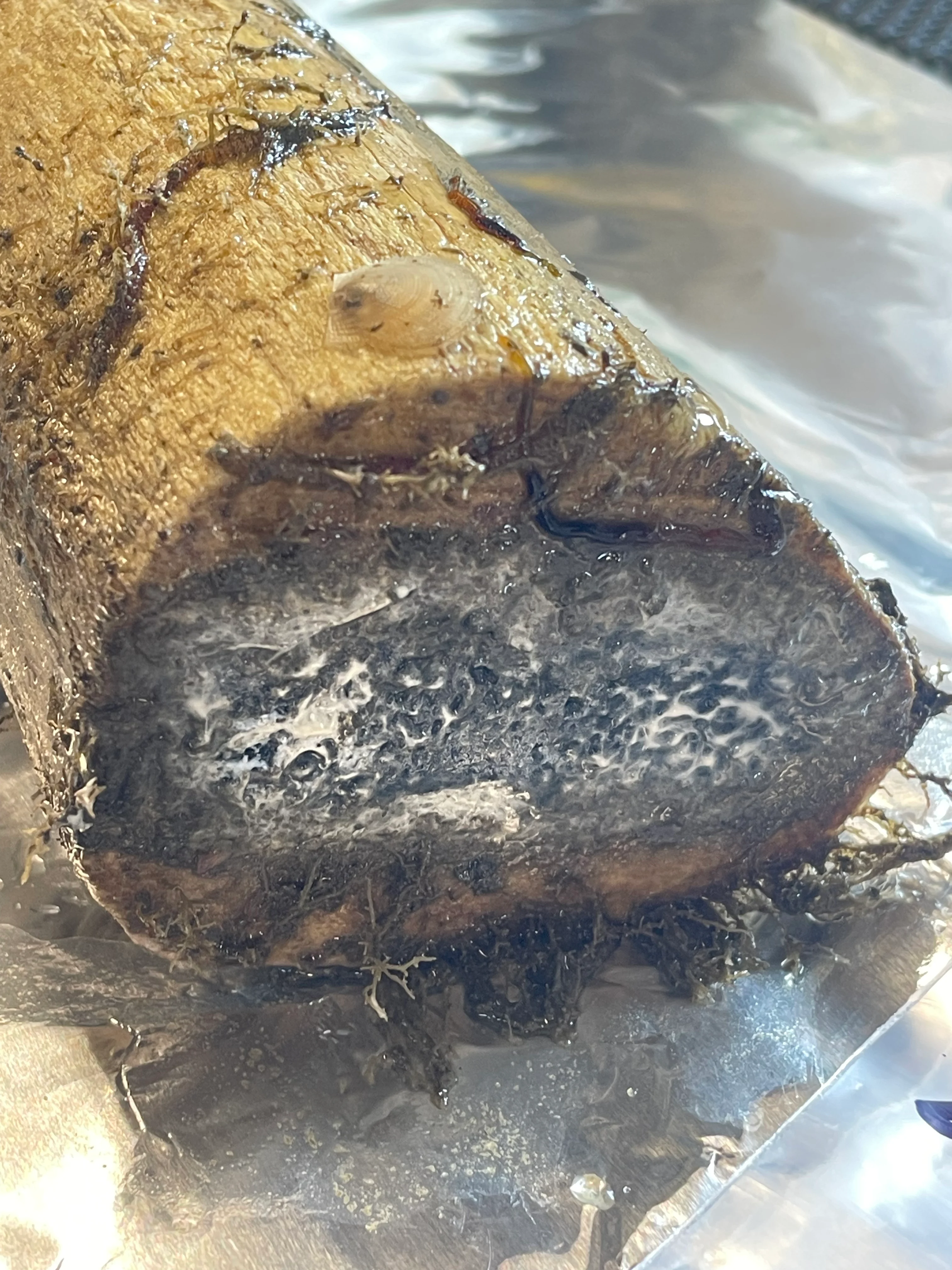 Whale bone experiment recovered from Barkley Canyon in 2023. Credit: Ocean Networks Canada