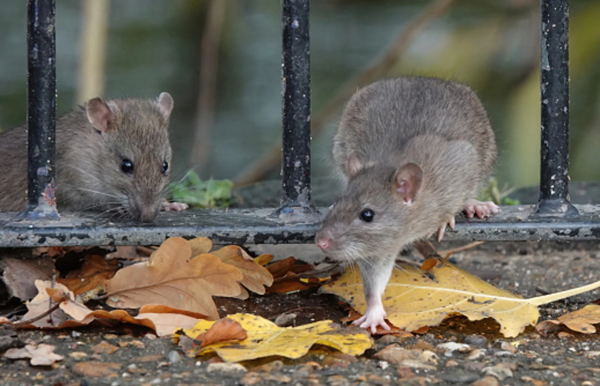 'A miserable experience': Rats overwhelming Old Ottawa East street