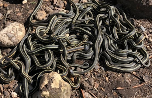 Zombie snake': Eastern hognose plays dead to avoid predators