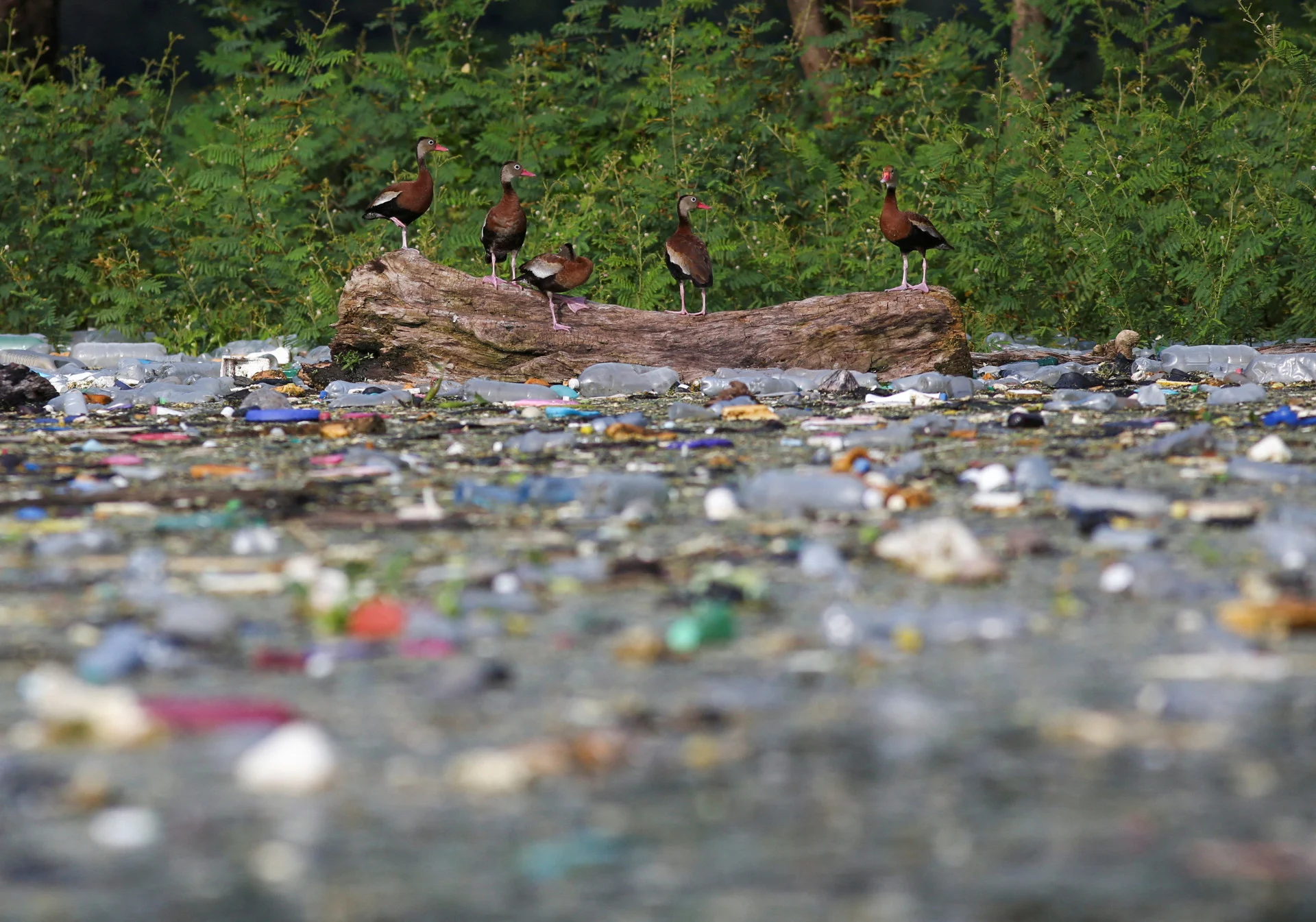 Reuters: FILE PHOTO: Black-bellied Whistling-Ducks (Dendrocygna autumnalis) stand on a log as plastic bottles and trash float on the the El Cerron Grande reservoir in Potonico, El Salvador September 8, 2022. REUTERS/Jose Cabezas/File Photo