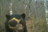 Mammal 'selfies' show protected areas thriving with species diversity