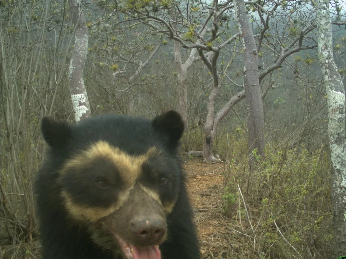Spectacled bear/Robyn D. Appleton /UBC Faculty of Forestry