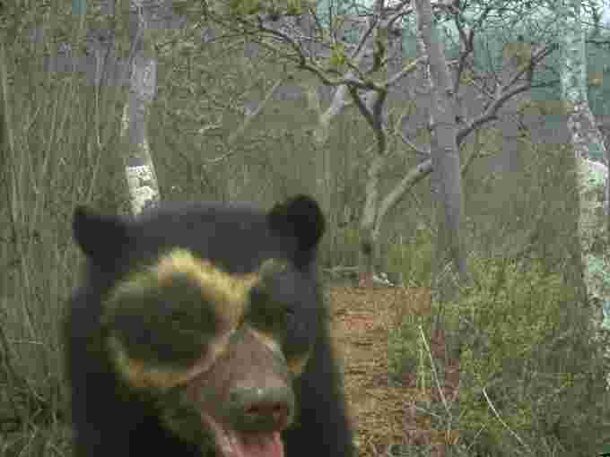 Spectacled Bear/Robyn D. Appleton /UBC Faculty of Forestry