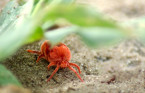 They're tiny, but everywhere. The truth behind these little red crawlies 