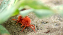 They're tiny, but everywhere. The truth behind these little red crawlies 
