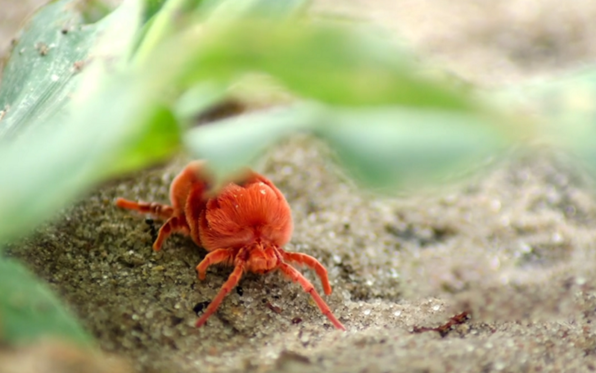 They're tiny, but everywhere. The truth behind these little red crawlies