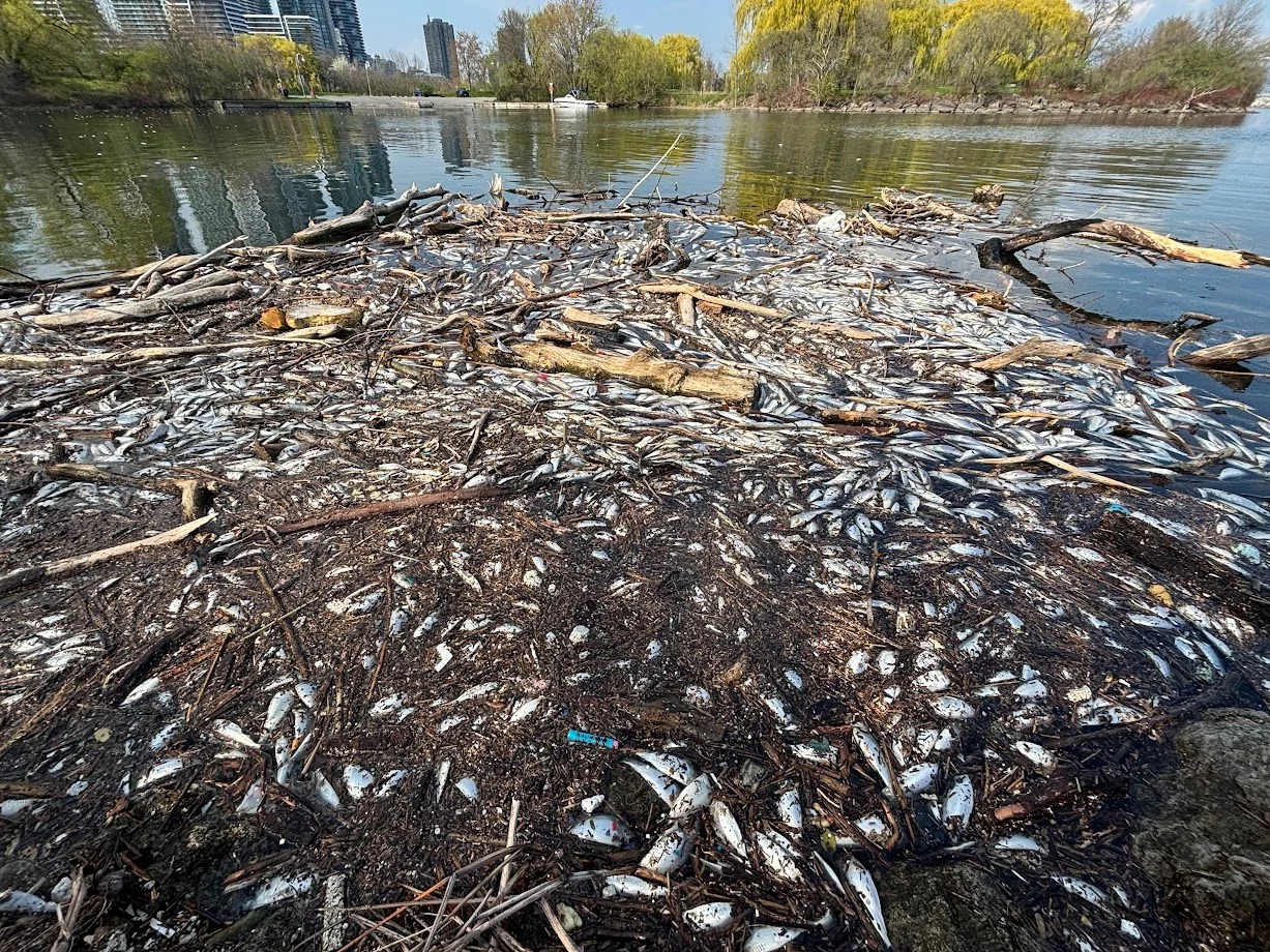 David Hodge Humber Bay Dead fish
