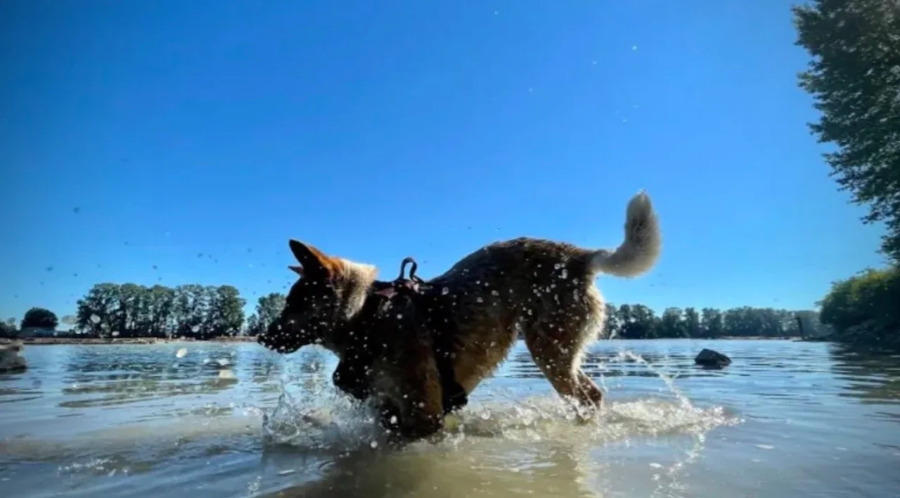 How to keep pets safe during the dog days of summer