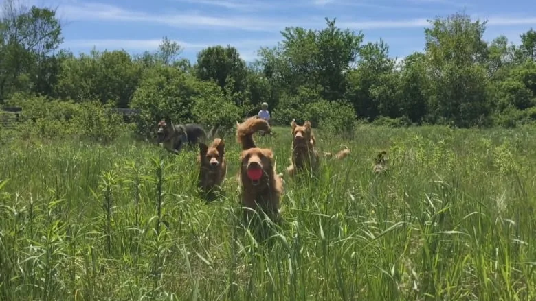 off-leash-dog-park