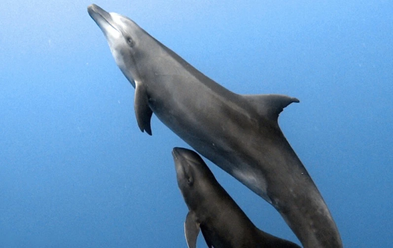 Wild dolphin 'super mom' adopts orphaned whale calf